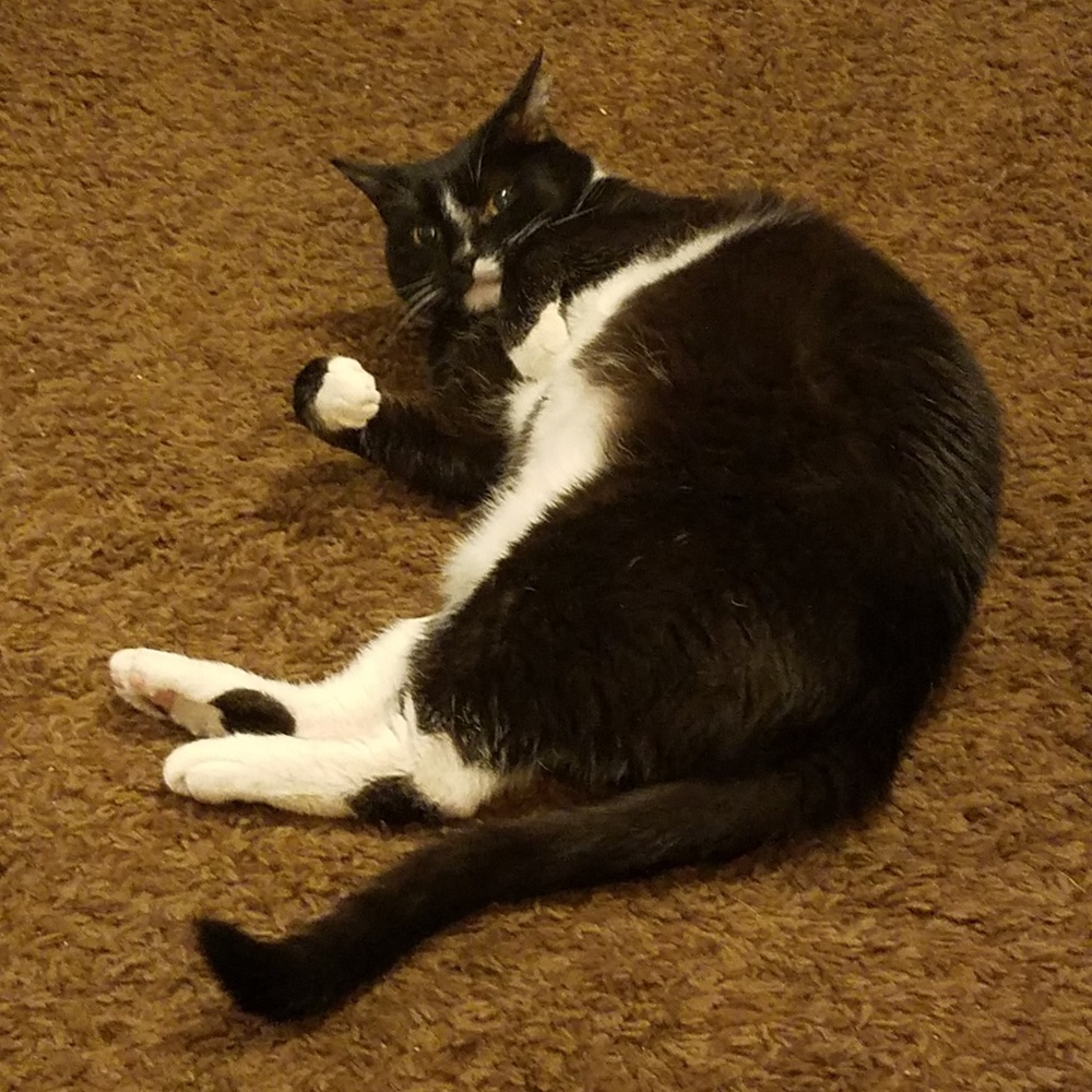 Meet your Posher, Jill